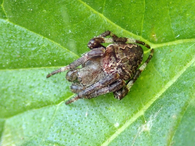 Araneus cf. angulatus - Parco dello Storga (TV)